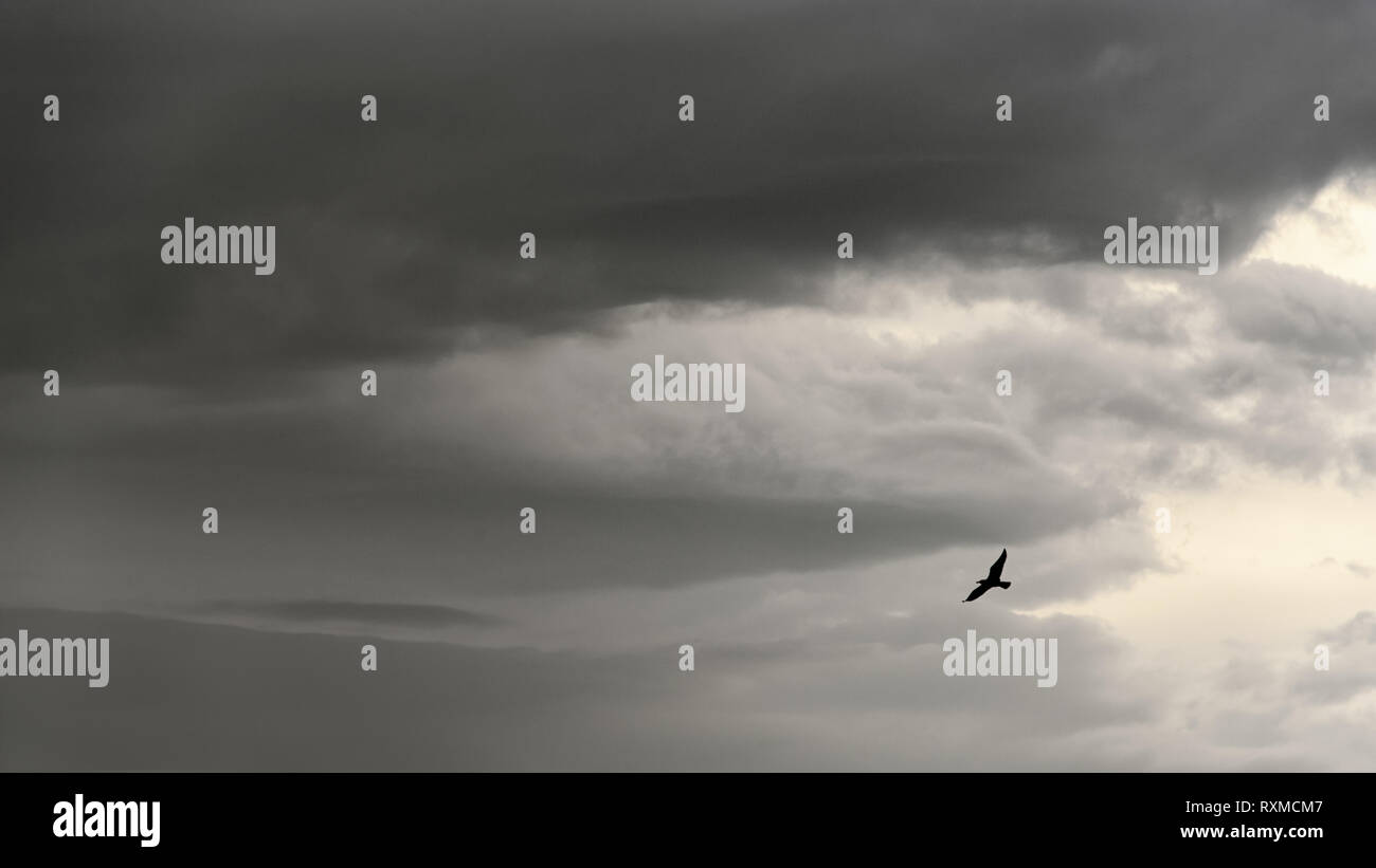 Silhouette of a seagull on a stormy sky background, copy space, nature wallpaper, flying bird Stock Photo