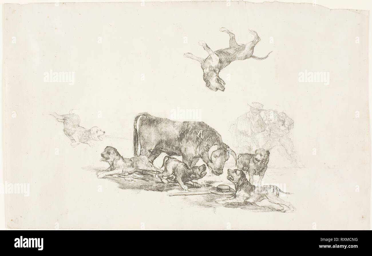 Bull Attacked by Dogs. Francisco José de Goya y Lucientes; Spanish, 1746-1828. Date: 1824-1825. Dimensions: 198 x 315 mm. Lithograph on ivory wove paper. Origin: Spain. Museum: The Chicago Art Institute. Stock Photo