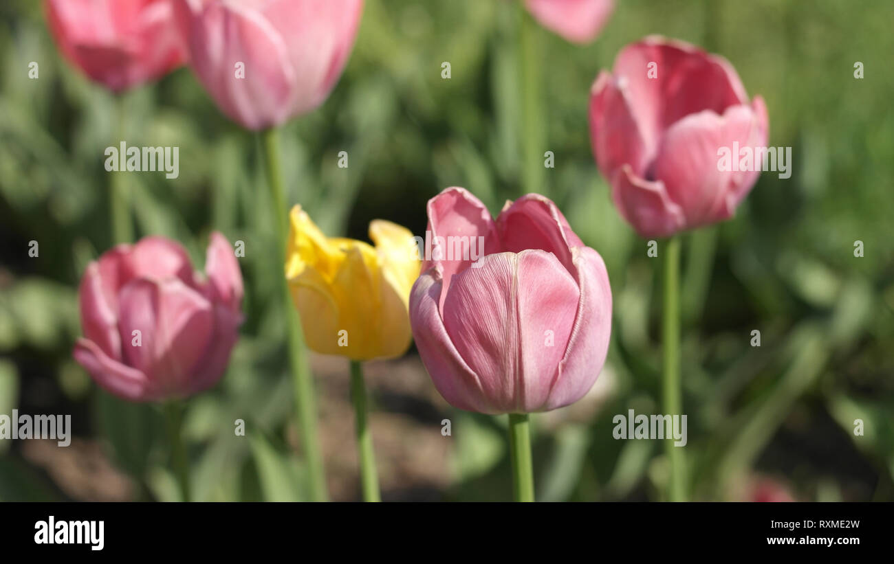 Red Tulip at Spring Stock Photo - Alamy