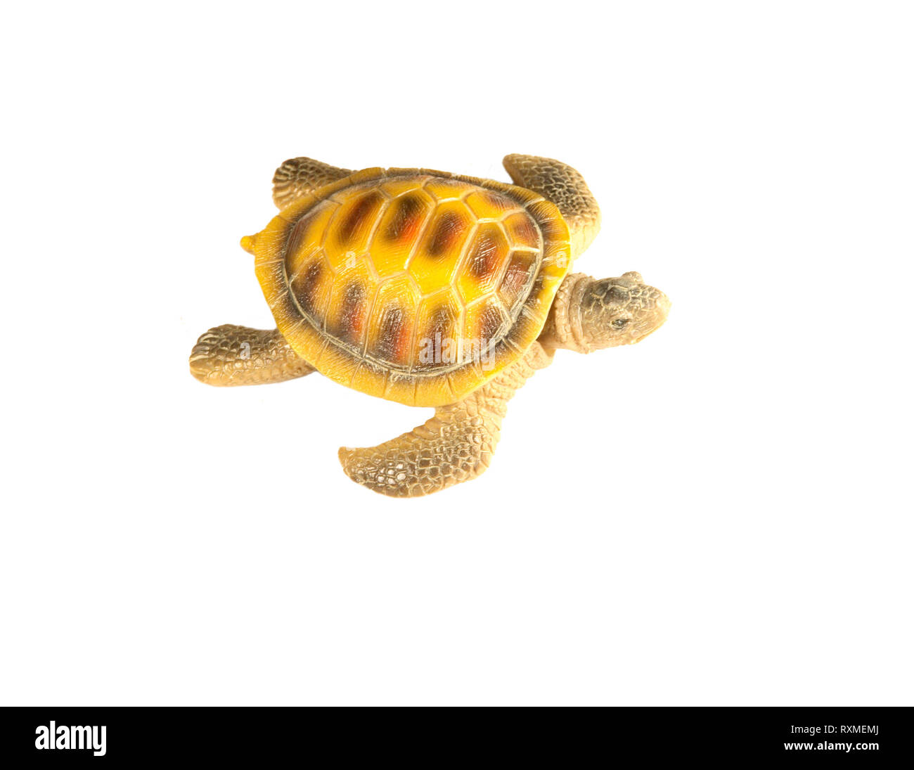 shell turtle on white background Stock Photo - Alamy