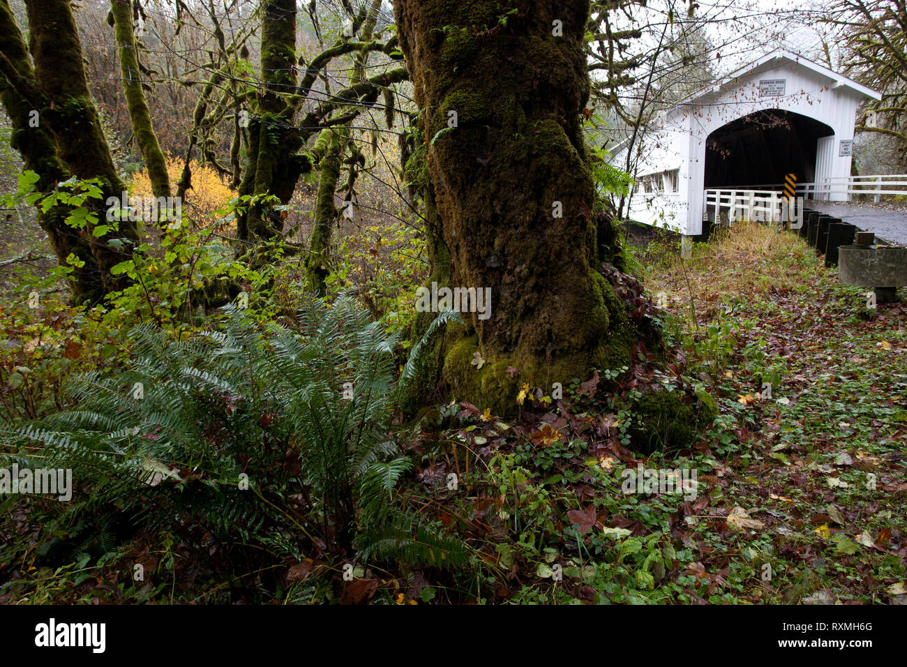 Deadwood, Lane County, Oregon, USA Stock Photo Alamy