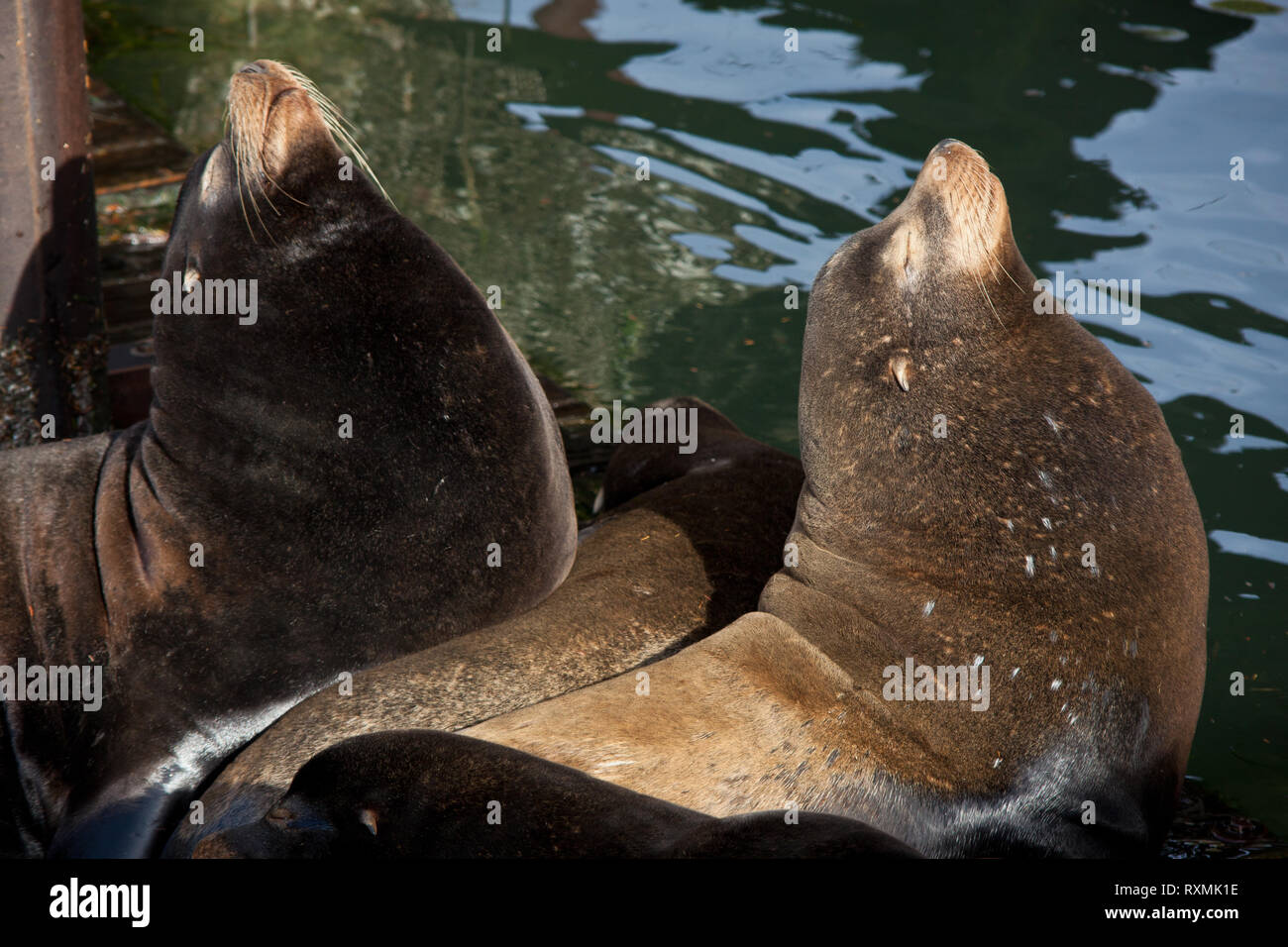 Newport Lincoln County Oregon USA Stock Photo Alamy