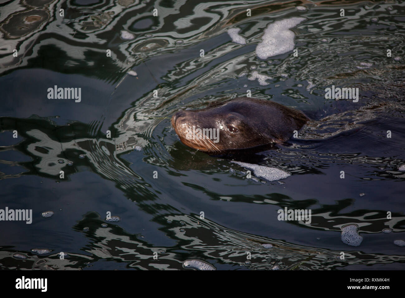 Newport Lincoln County Oregon USA Stock Photo Alamy