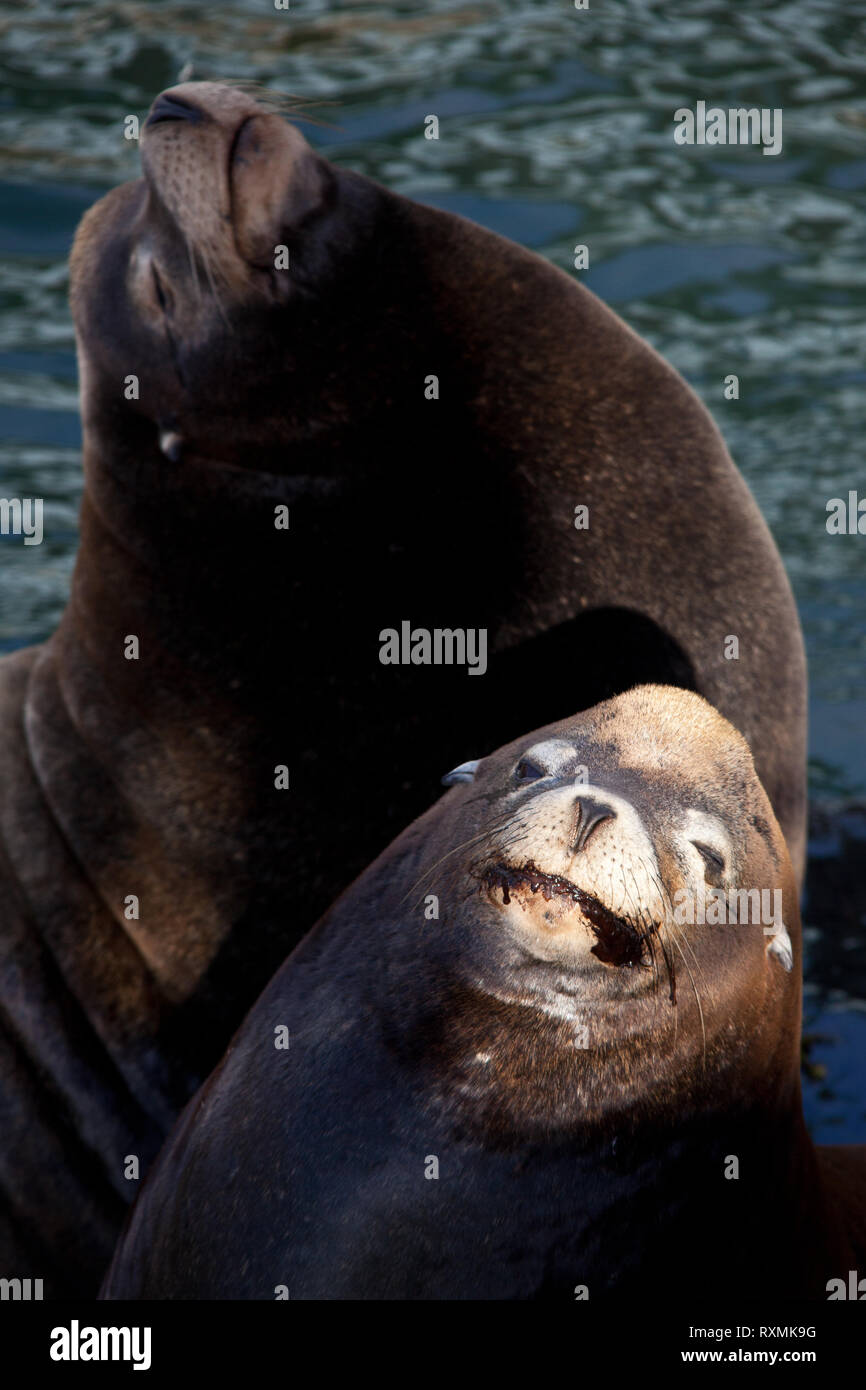 Newport Lincoln County Oregon USA Stock Photo Alamy