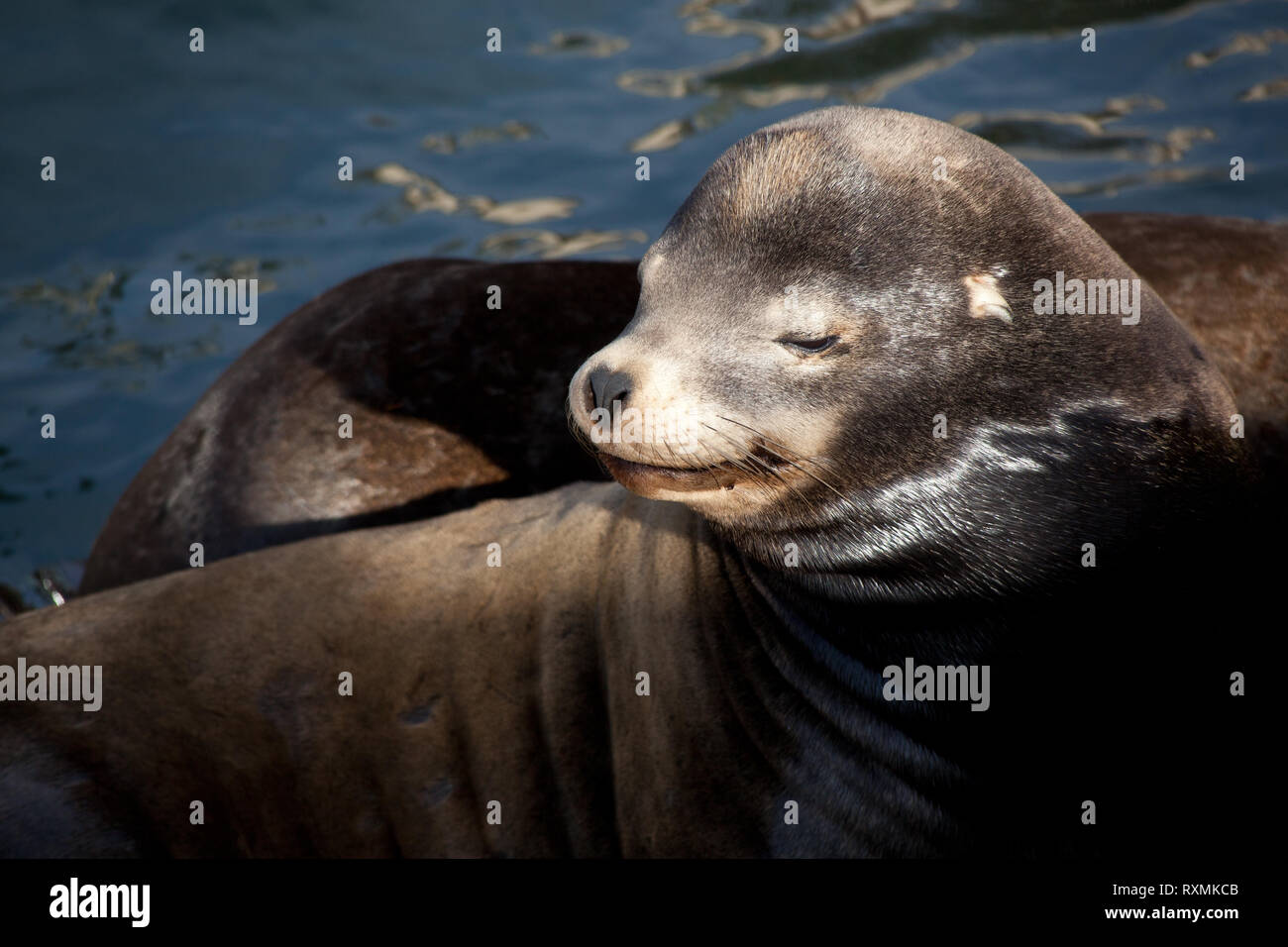 Newport Lincoln County Oregon USA Stock Photo Alamy