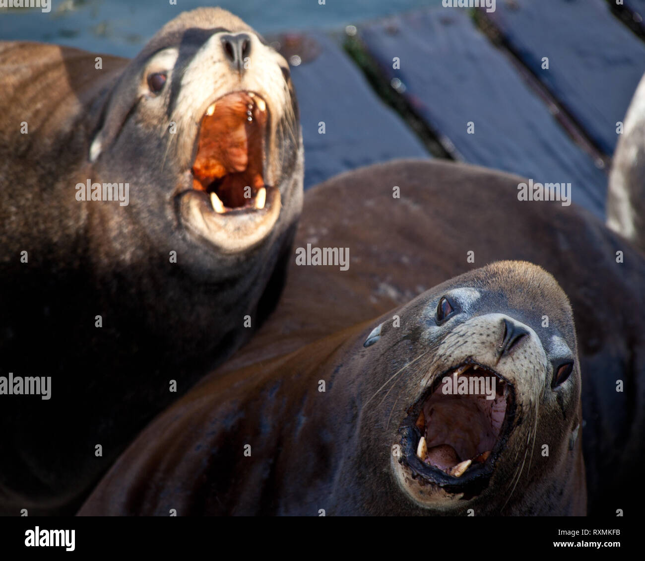 Newport Lincoln County Oregon USA Stock Photo Alamy