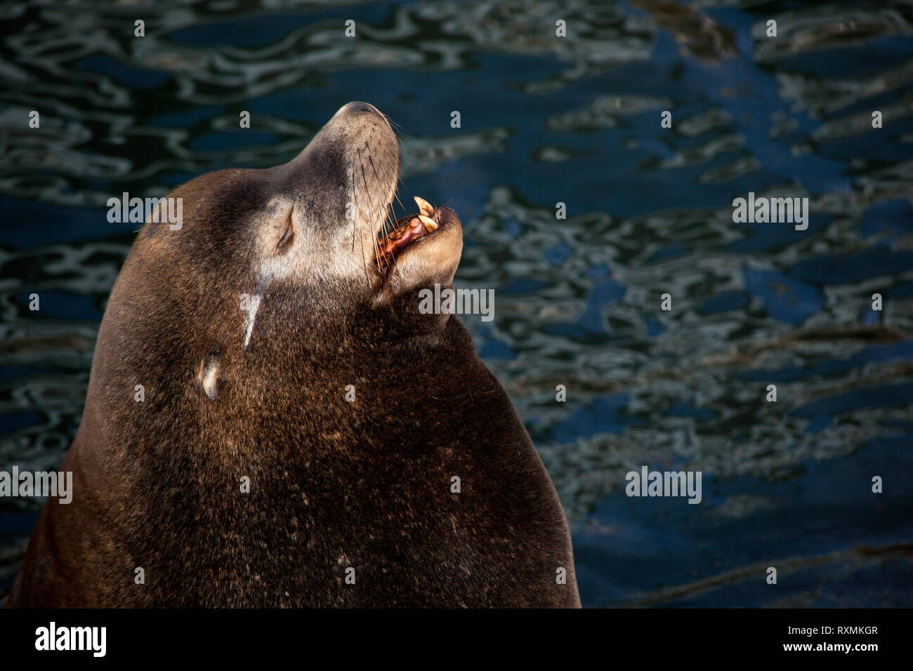 Newport Lincoln County Oregon USA Stock Photo Alamy