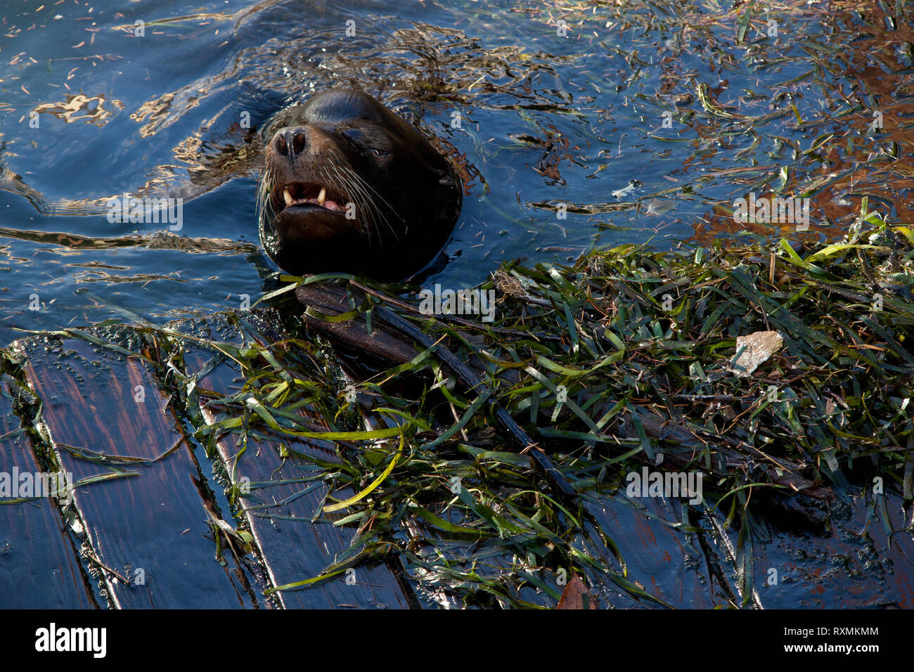 Newport Lincoln County Oregon USA Stock Photo Alamy