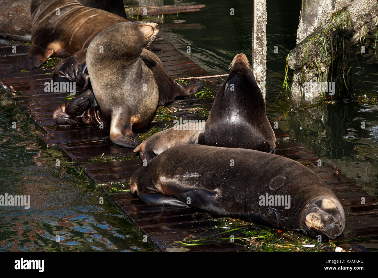Newport Lincoln County Oregon USA Stock Photo Alamy