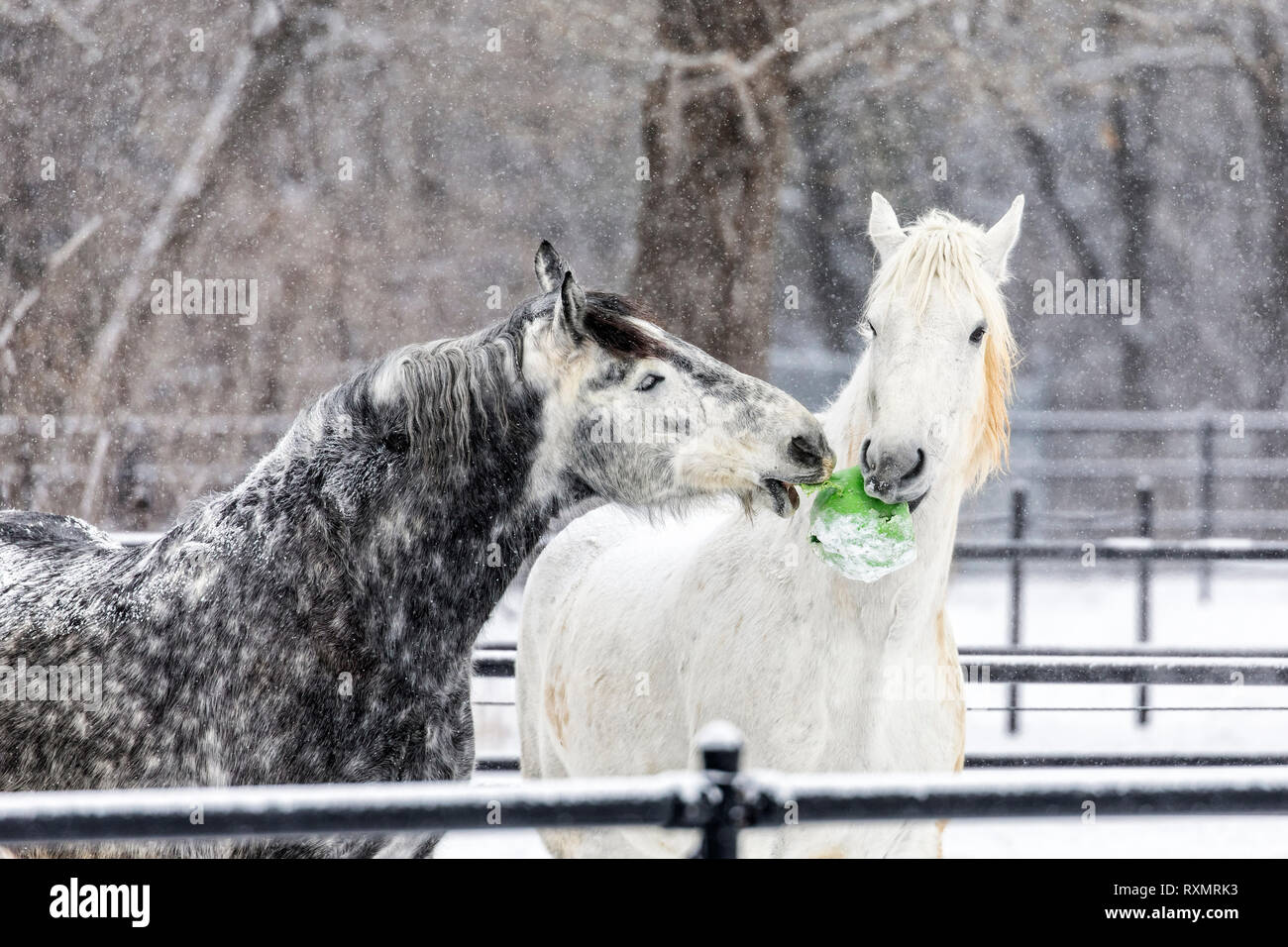 Playful Percheron horses in winter, McFeeters Heavy Horse Centre, Winnipeg, Manitoba, Canada. Stock Photo