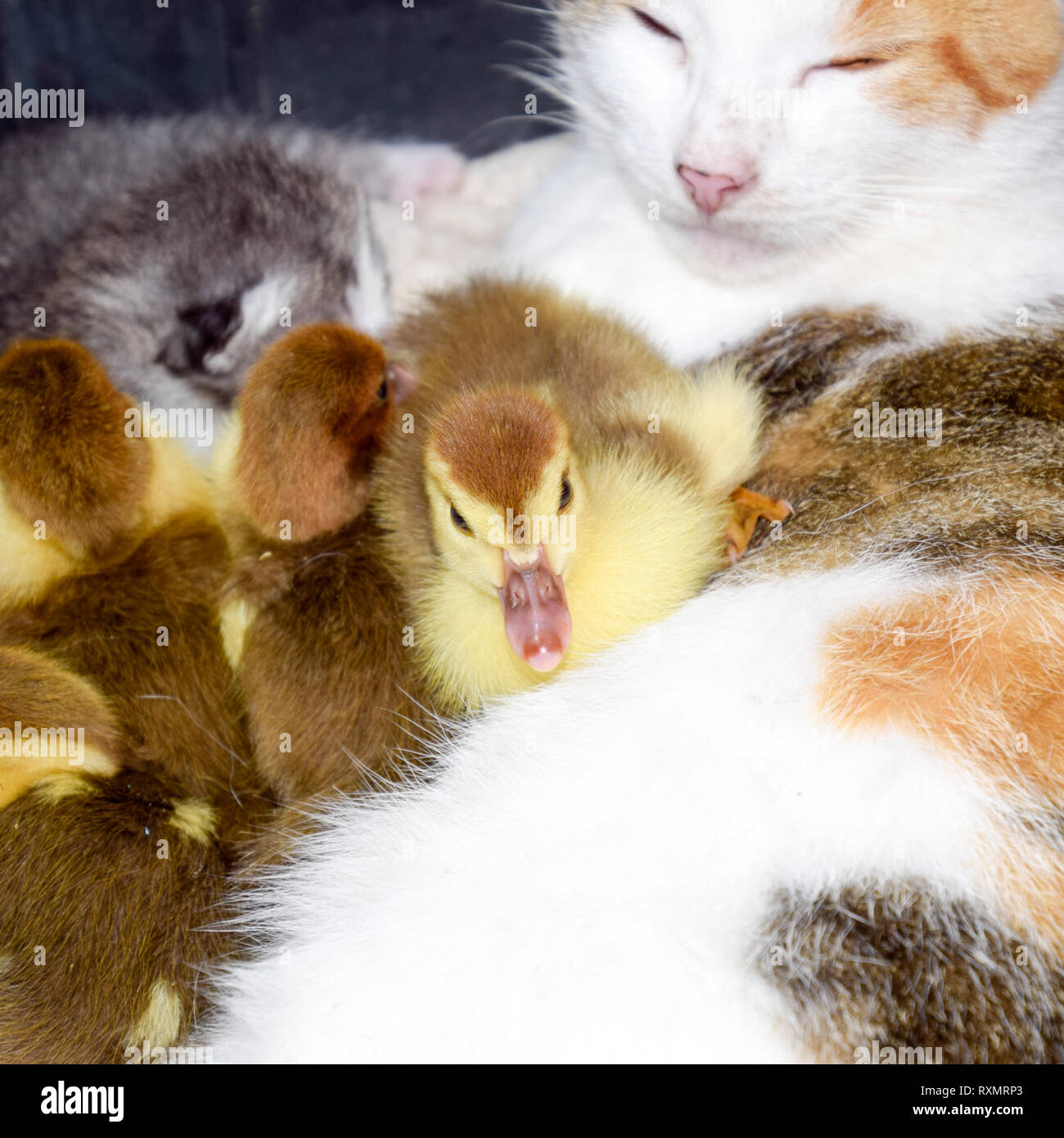 Cat foster mother for the ducklings. Cat in a basket with kitten and