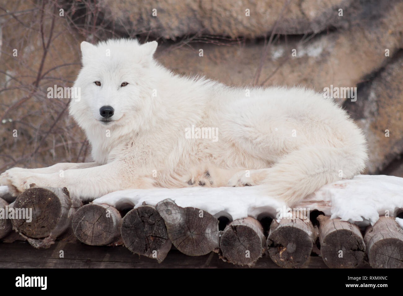 Wild Arctic Wolf Is Lying On Wooden Logs Animals In Wildlife Polar