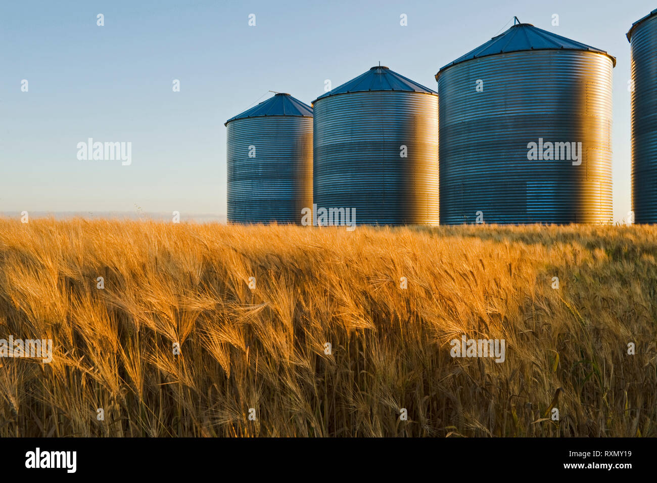 a maturing barley field with grain storage bins/silos in the background, near Carey, Manitoba, Canada Stock Photo