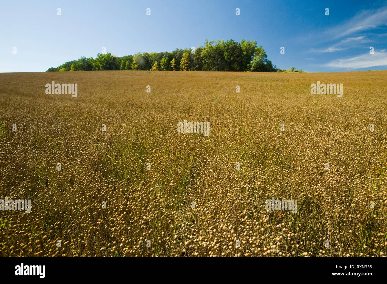 mature flax field near Somerset, Manitoba, Canada Stock Photo