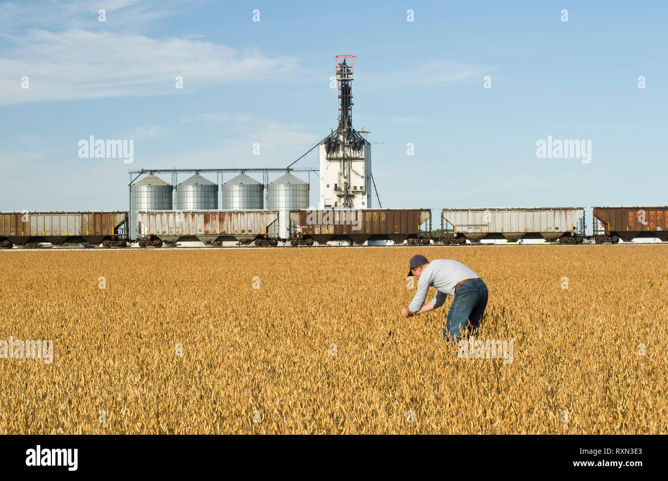 a man scouts a mature, harvest ready soybean field with an inland grain terminal in the background, near Rosser, Manitoba, Canada Stock Photo
