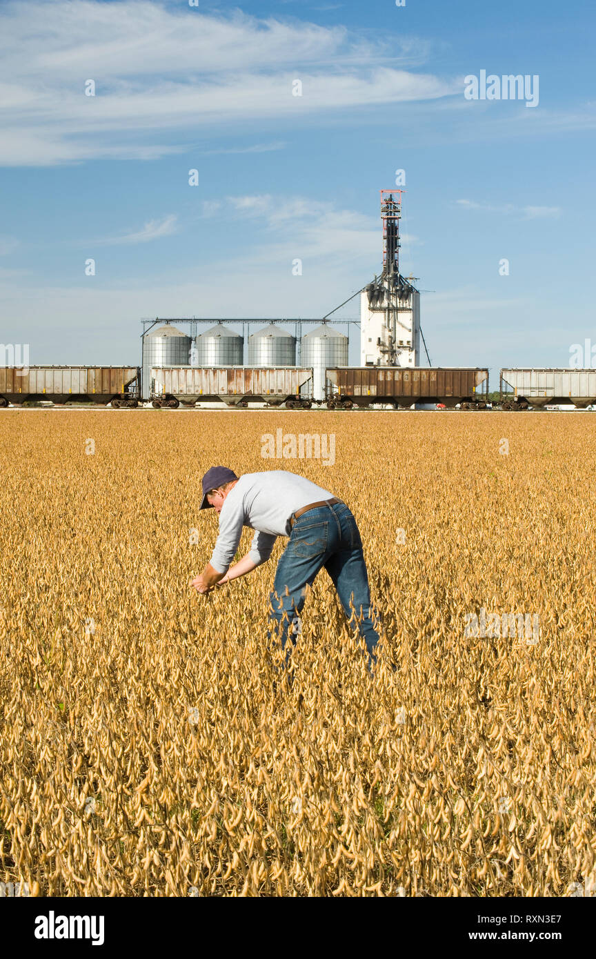 a man scouts a mature, harvest ready soybean field with an inland grain terminal in the background, near Rosser, Manitoba, Canada Stock Photo