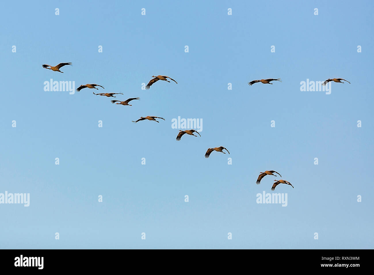 Cranes in the flight Stock Photo
