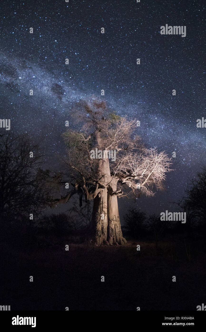 Baobab tree under stars. Stock Photo