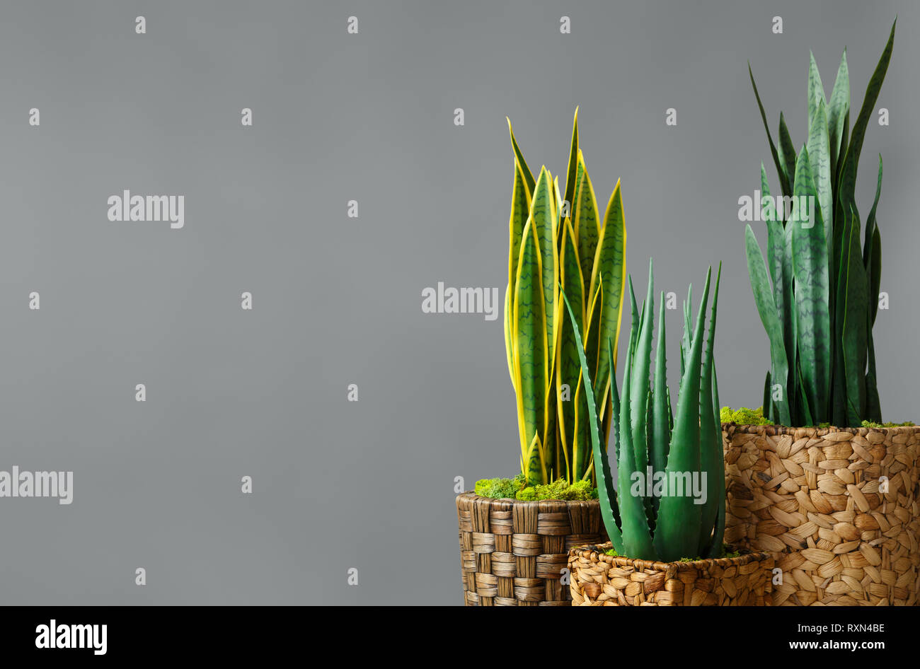 Home plants store concept Stock Photo Alamy