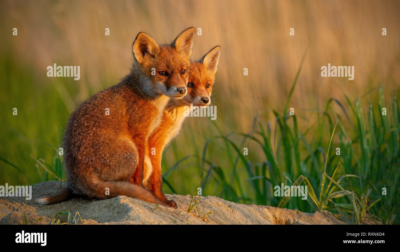 Red fox little cubs near den sitting close together. Stock Photo