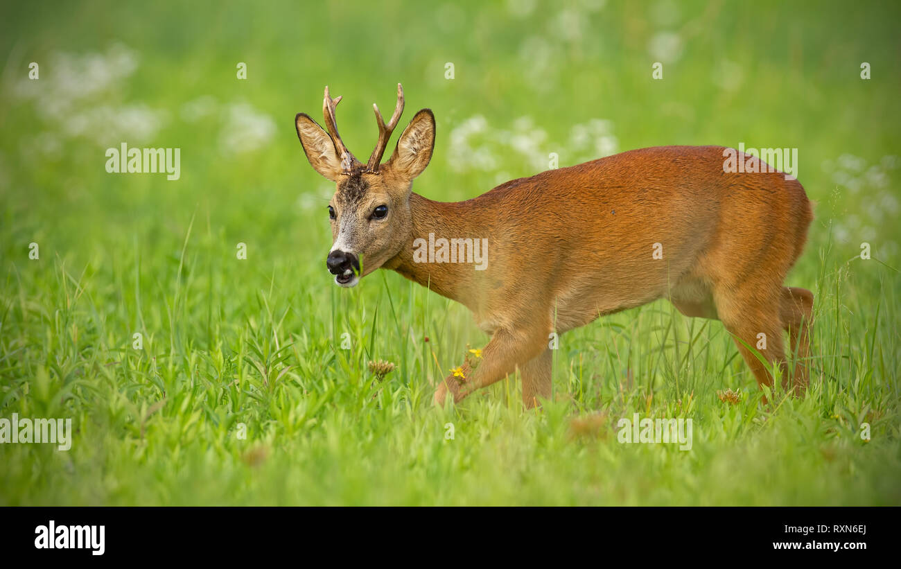 Young roe deer walking on hay field chewing peacefully in summer Stock Photo