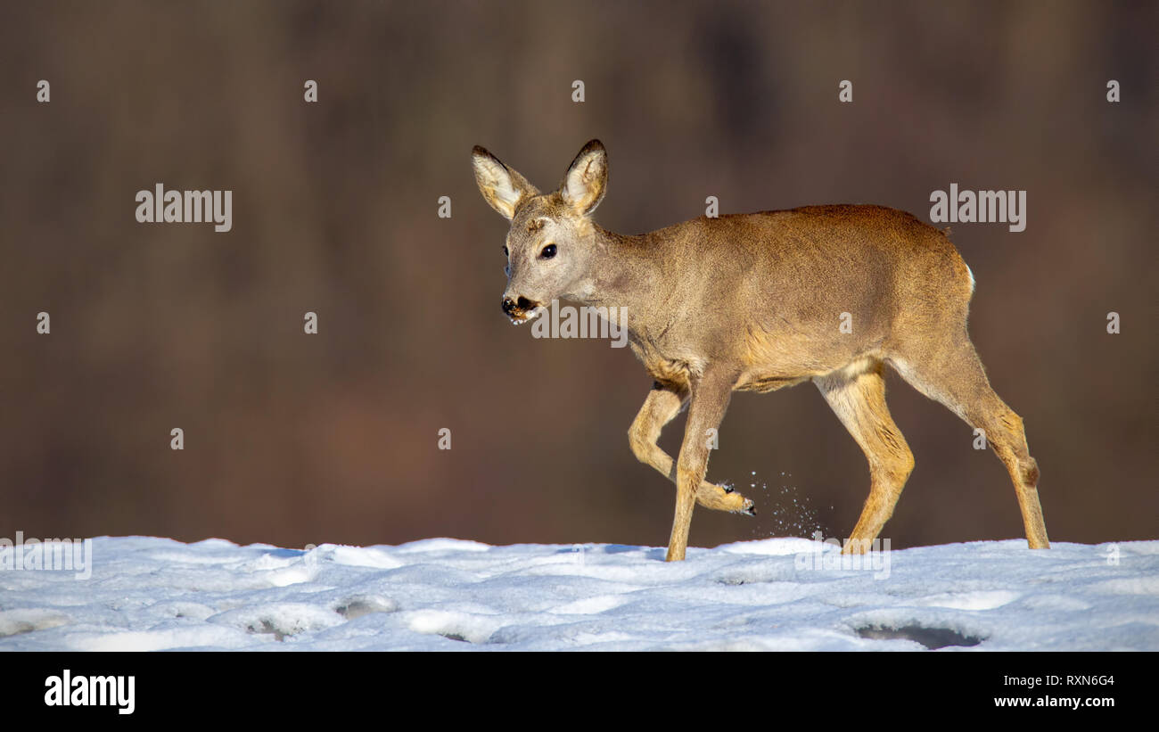 Young roe deer in winter walking on snow. Stock Photo