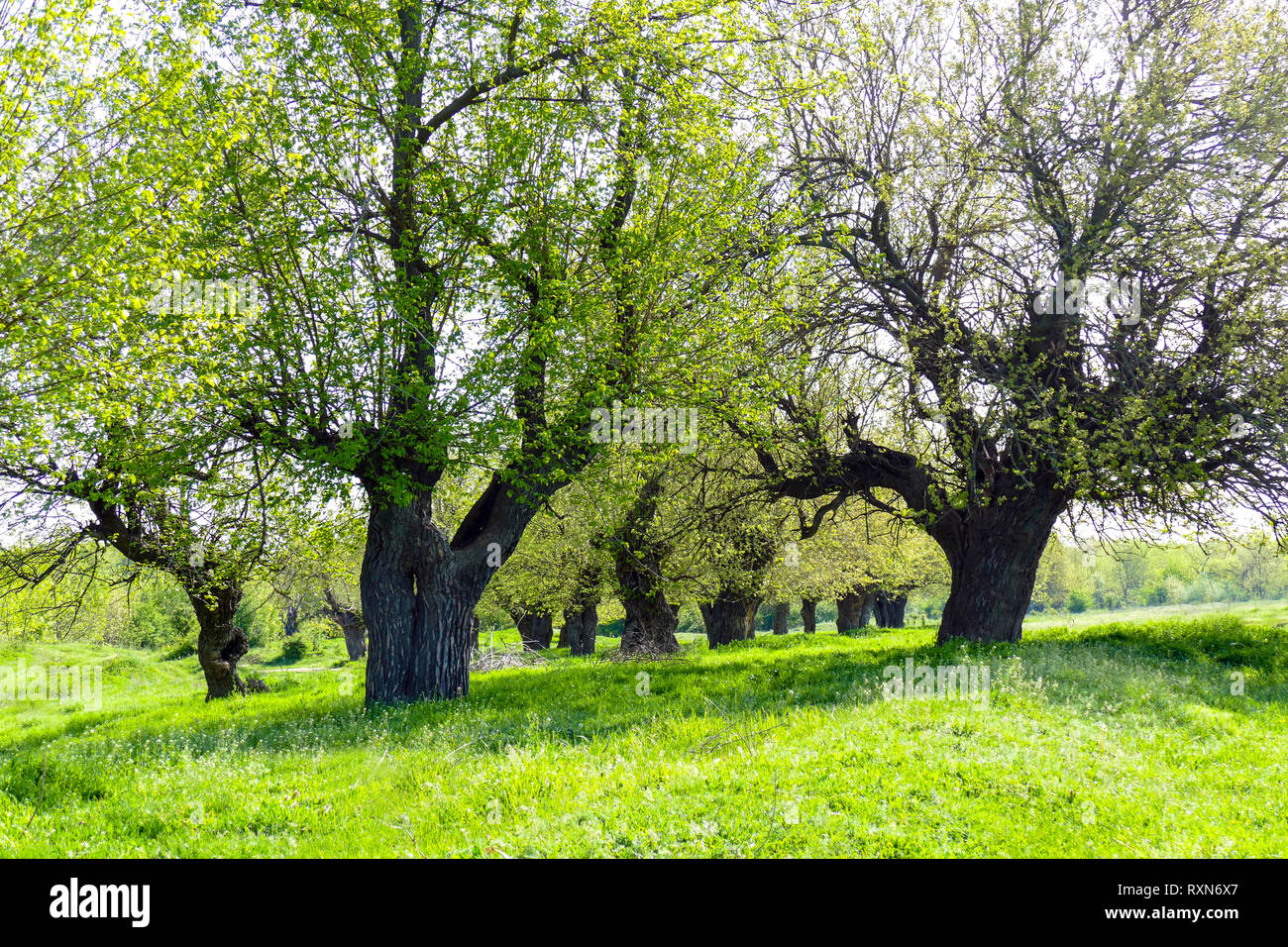 Mulberry trees with young leaves on a green meadow. Sunny Spring Day. Resting place under the shade of the trees. Stock Photo