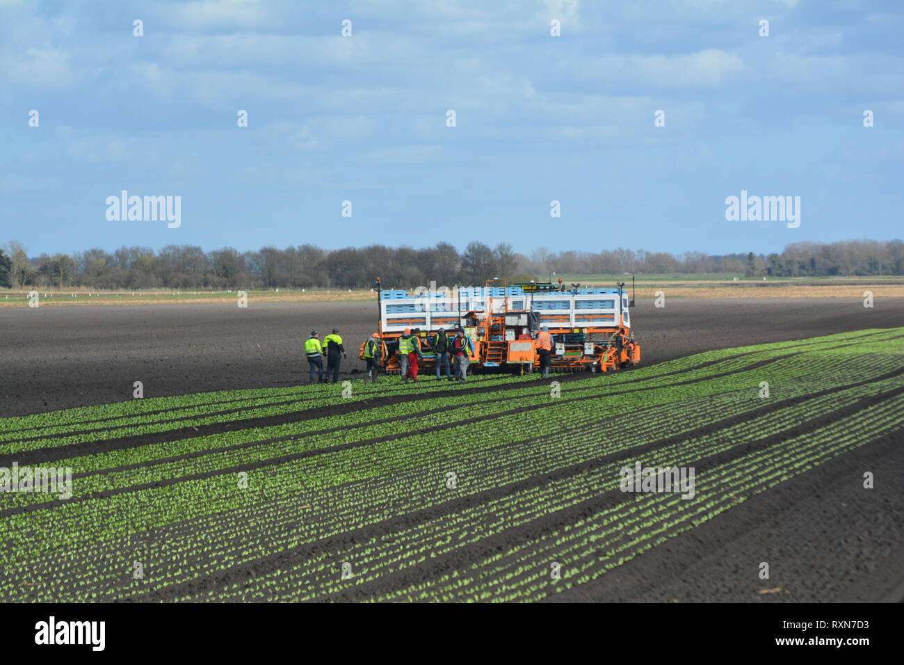 farm workers planting crops out in the fields of the fens, cambridgeshire, England Stock Photo