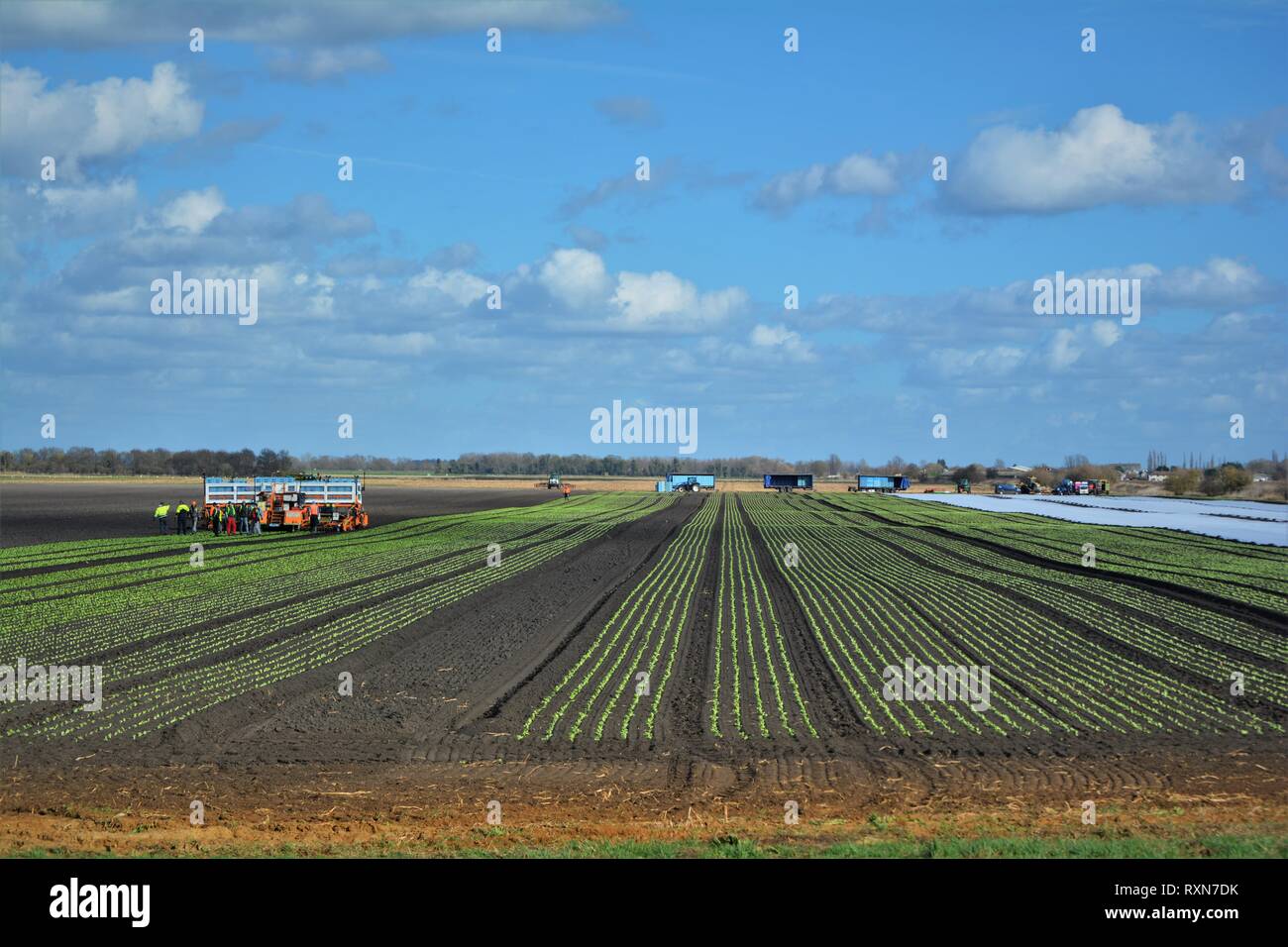 farm workers planting crops out in the fields of the fens, cambridgeshire, England Stock Photo