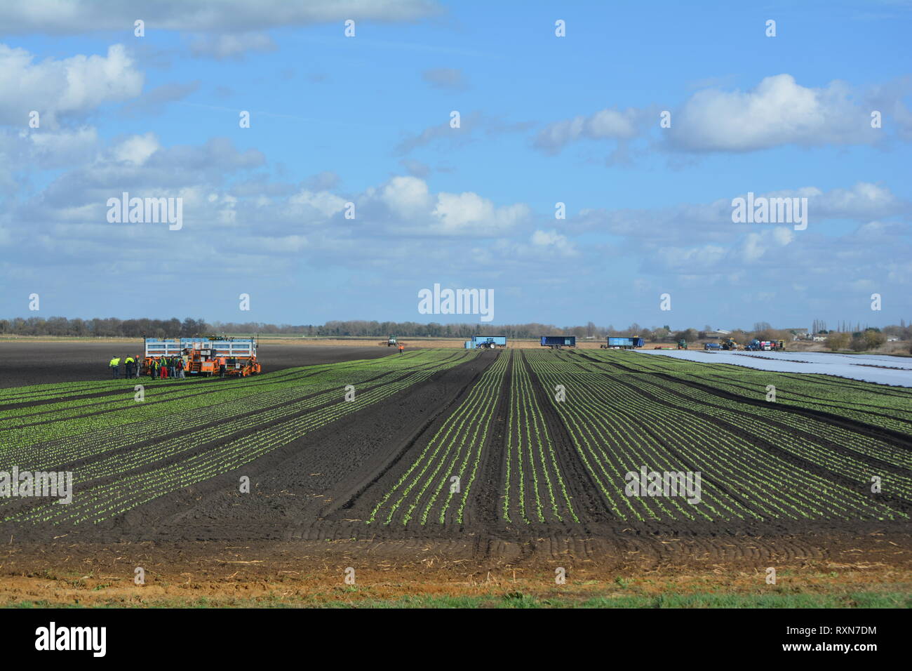 farm workers planting crops out in the fields of the fens, cambridgeshire, England Stock Photo