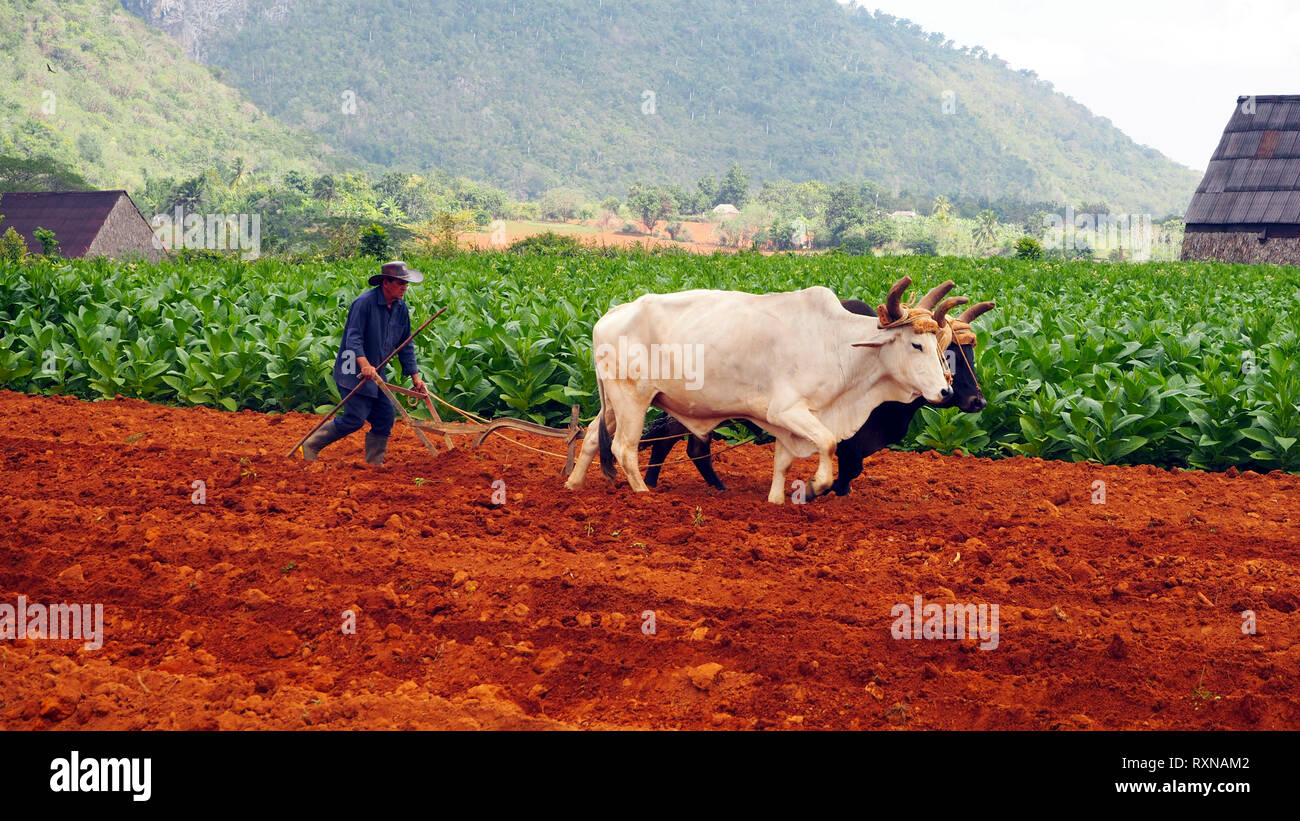 VINALES VALLEY, CUBA February 2017: Cuban farmer ploughing field with plough pulled by oxen on tobacco plantation. Stock Photo