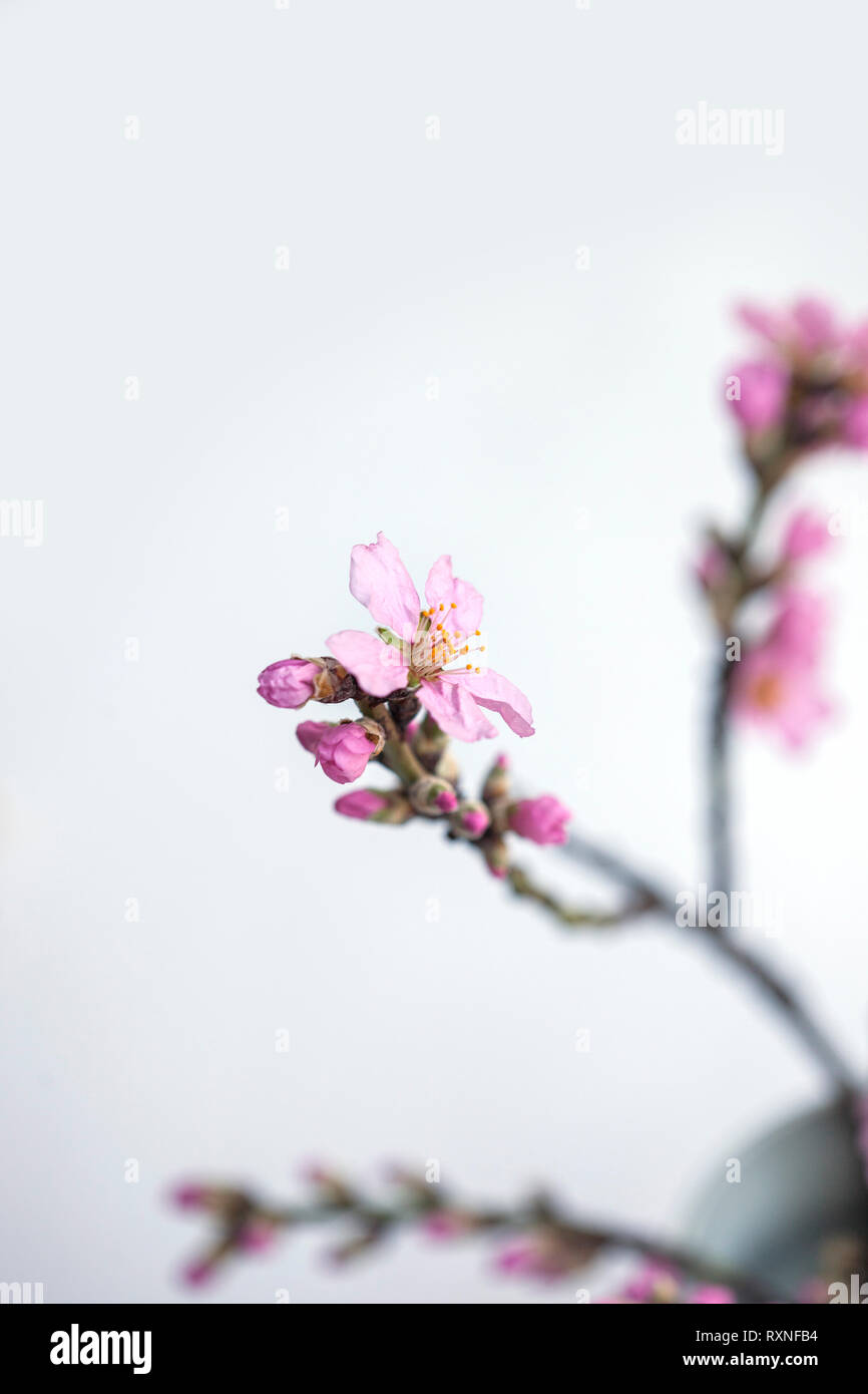 Pink blossom almond tree Stock Photo