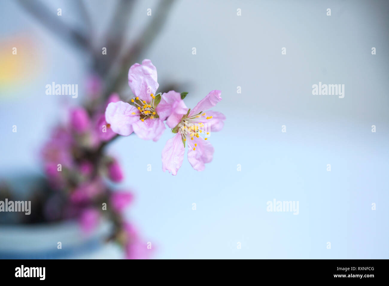 Pink blossom almond tree Stock Photo