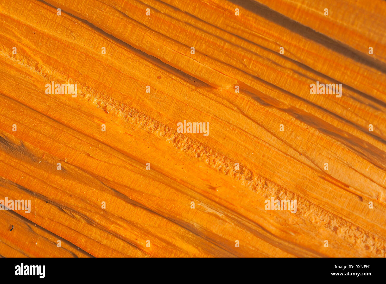 Norway spruce (Picea abies) wood Stock Photo