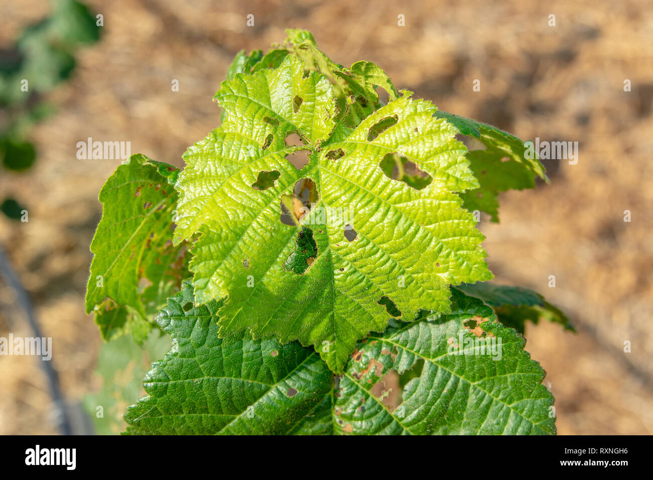 Diseases and pests of nuts and leaves of hazelnut bushes closeup