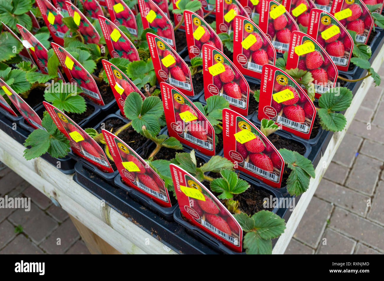 Strawberry plant label hi-res stock photography and images - Alamy