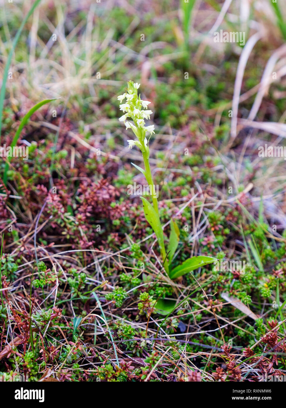 Flowers of Northern Green Orchid (Platanthera hyperborea) flowering in mossy Tundra biome in summer. Qaqortoq, southern Greenland Stock Photo