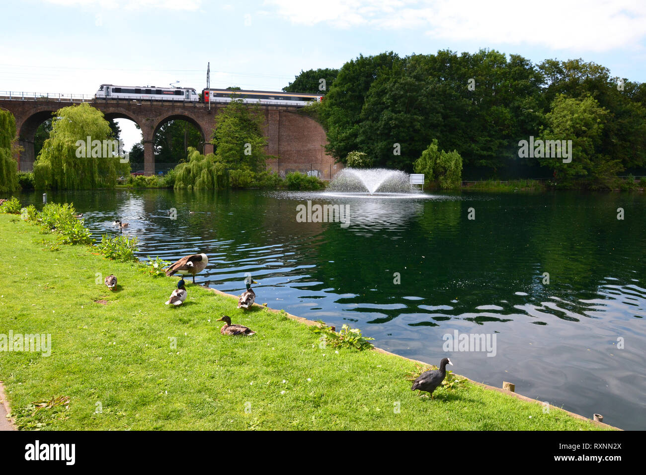 Train travelling over the railway bridge in Central Park, Chelmsford, Essex, UK. Sunshine. Ducks, coot, goose beside the lake and fountain. Stock Photo