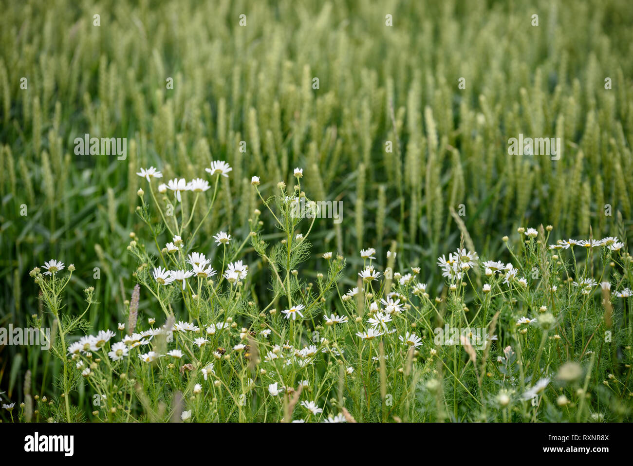 harvest ready wheat fields in late summer under blue sky with white ...