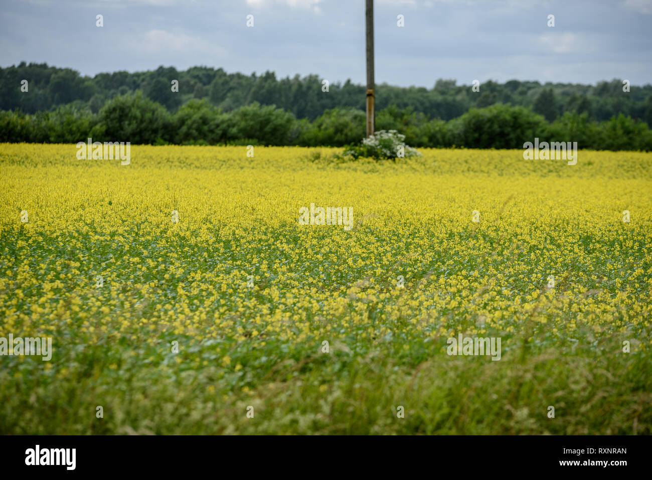 harvest ready wheat fields in late summer under blue sky with white ...