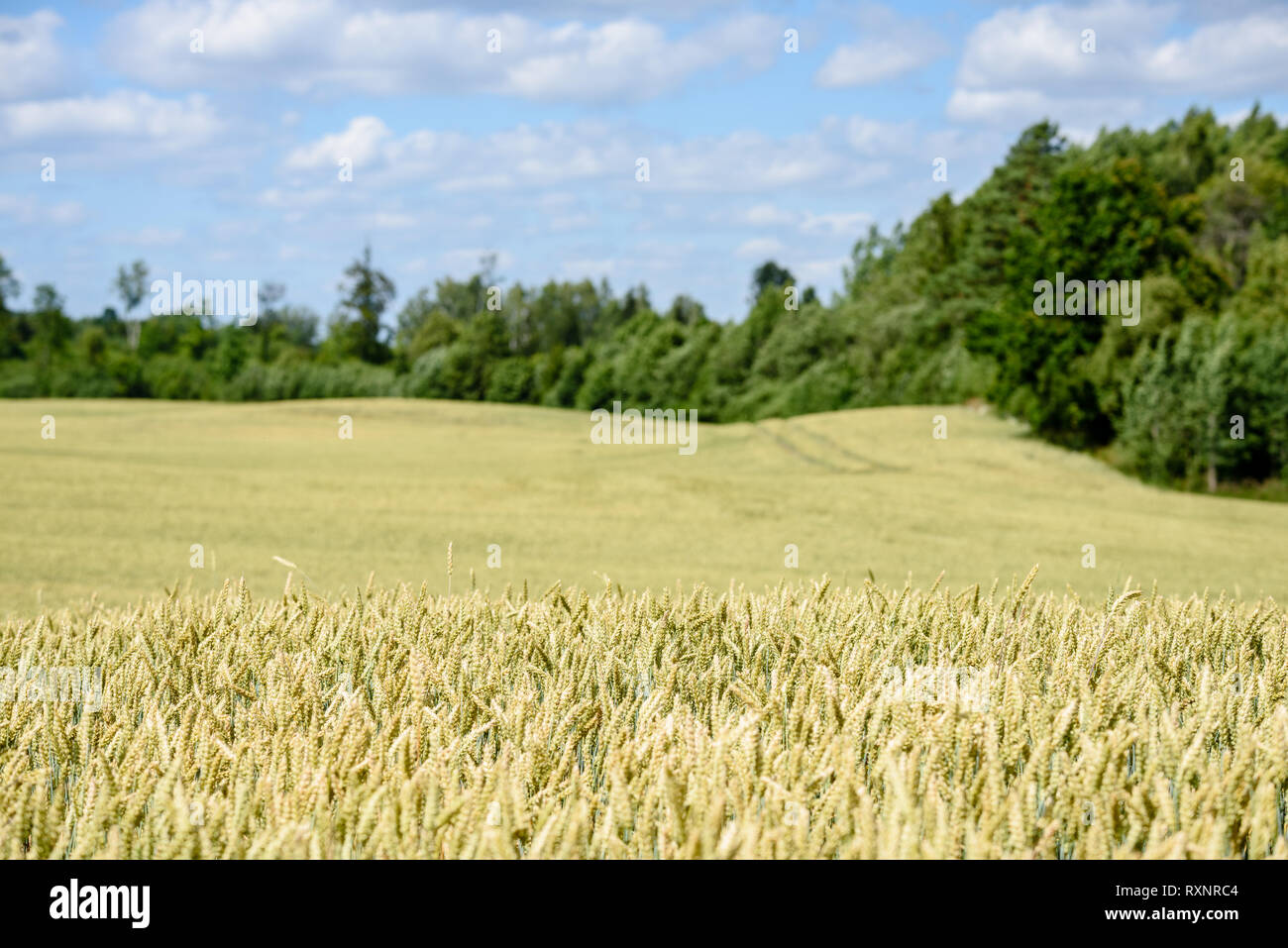 harvest ready wheat fields in late summer under blue sky with white ...