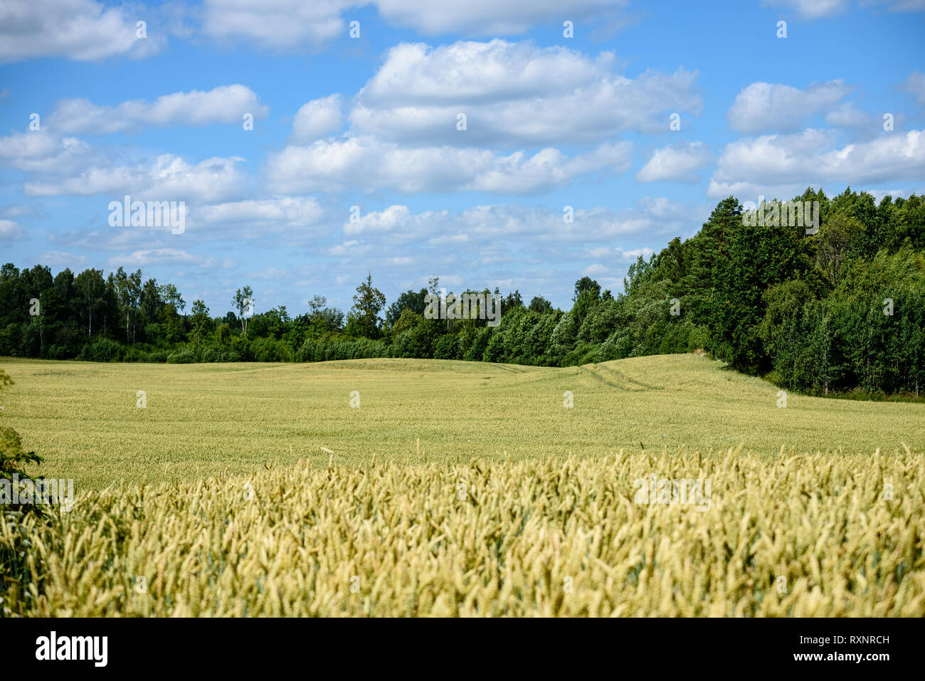 harvest ready wheat fields in late summer under blue sky with white ...