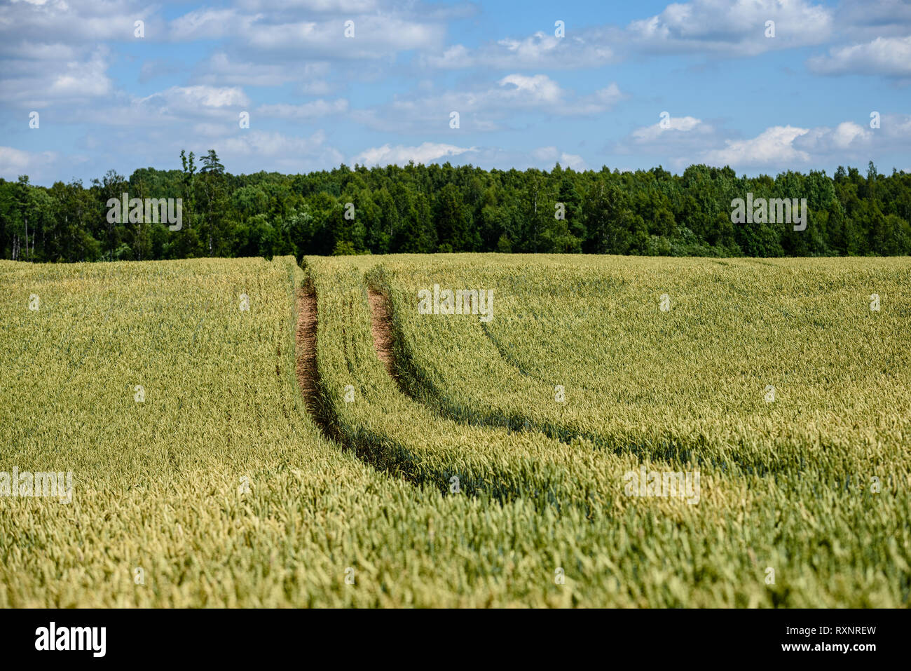 harvest ready wheat fields in late summer under blue sky with white ...