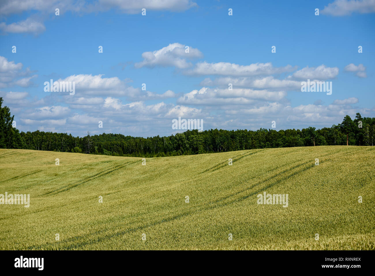 harvest ready wheat fields in late summer under blue sky with white ...