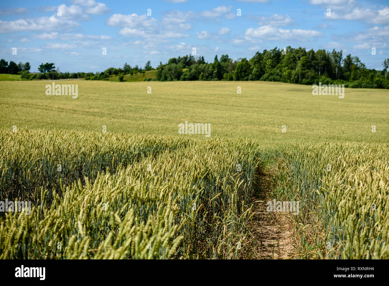 harvest ready wheat fields in late summer under blue sky with white ...
