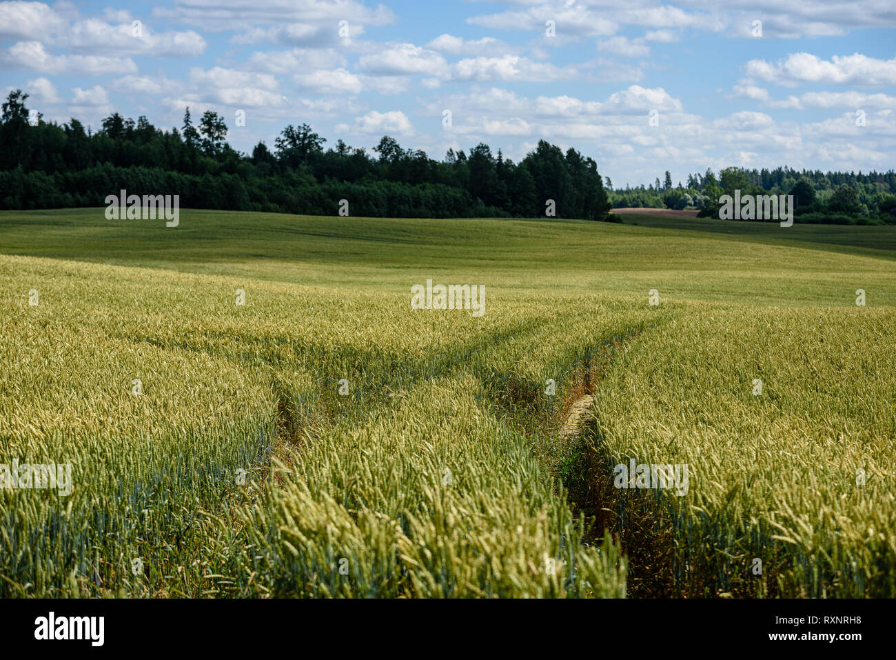harvest ready wheat fields in late summer under blue sky with white ...