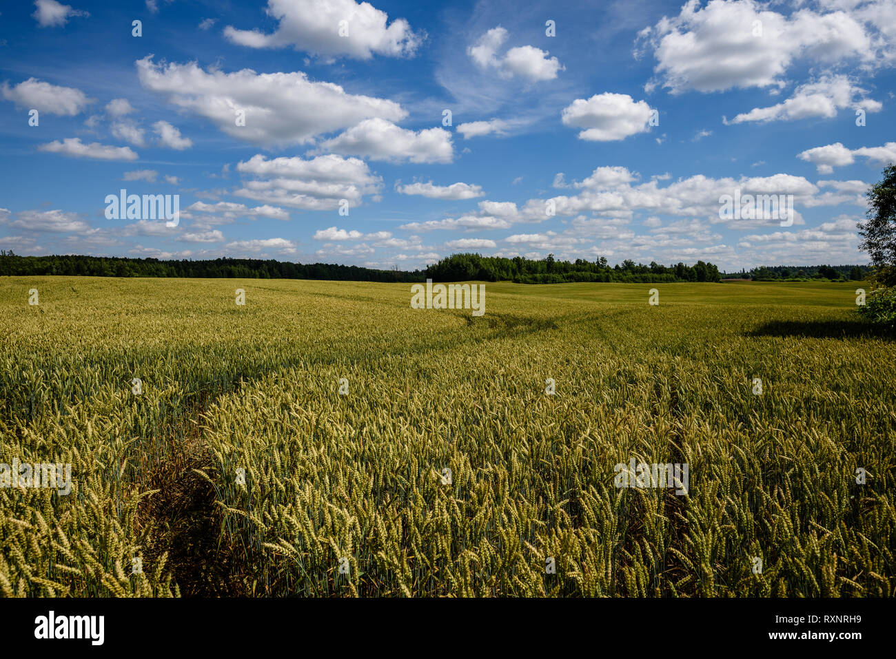 harvest ready wheat fields in late summer under blue sky with white ...