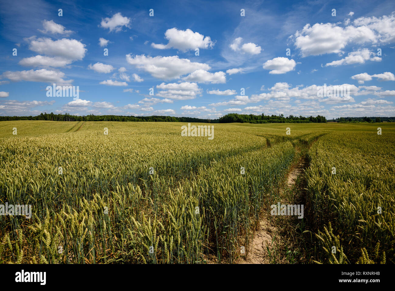 harvest ready wheat fields in late summer under blue sky with white ...
