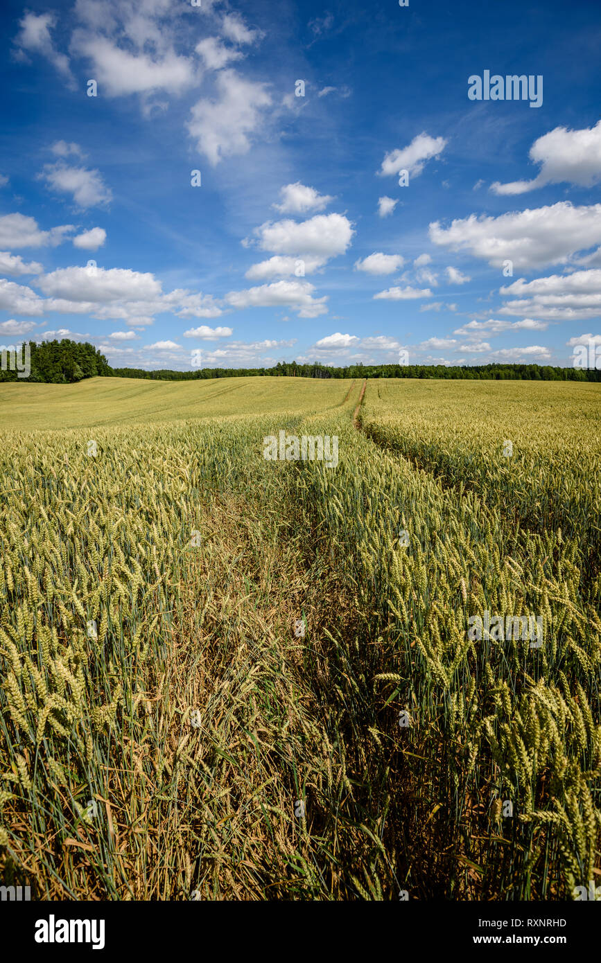 harvest ready wheat fields in late summer under blue sky with white ...