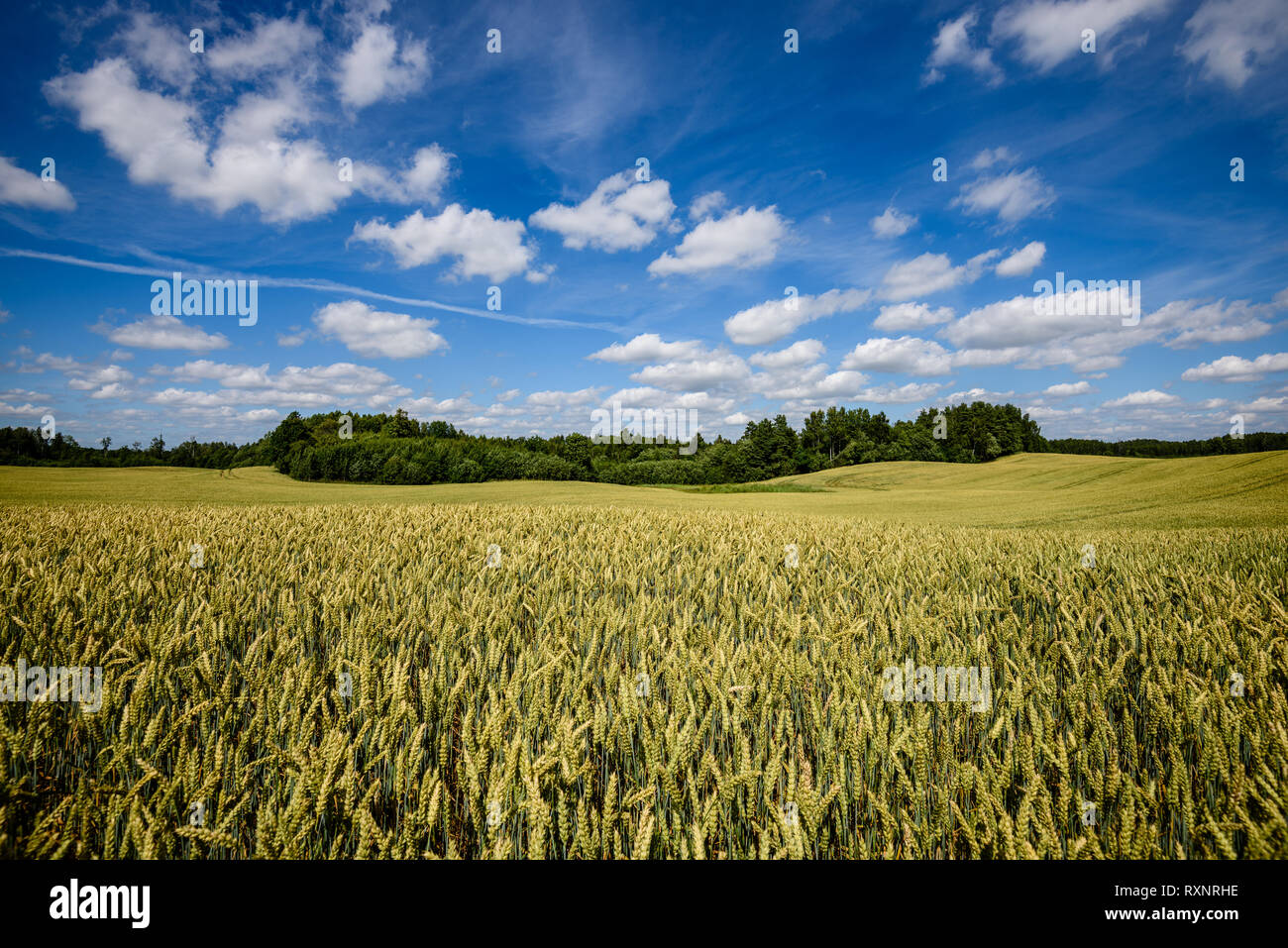 harvest ready wheat fields in late summer under blue sky with white ...